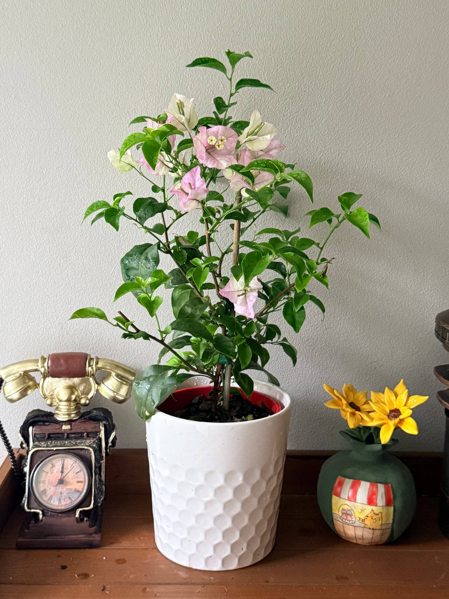 Bougainvillea Marlu