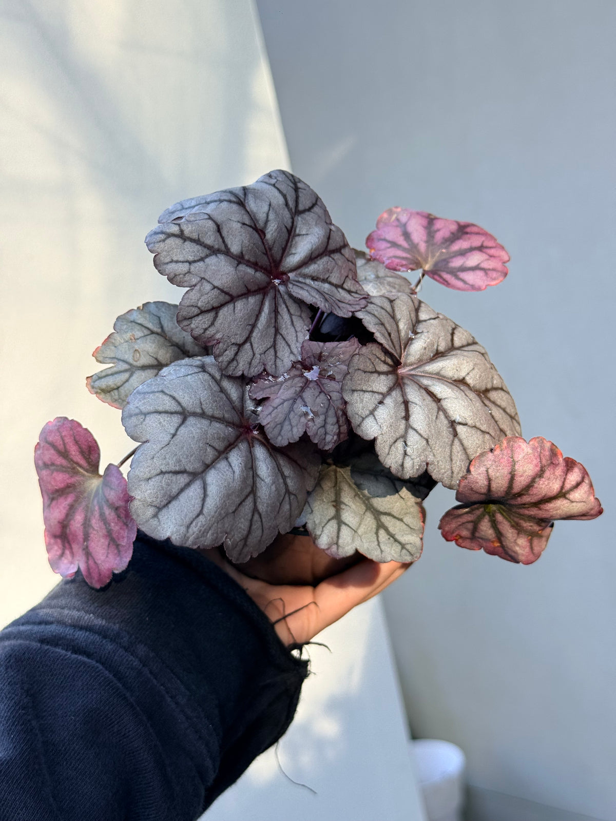Heuchera Suger Plum
