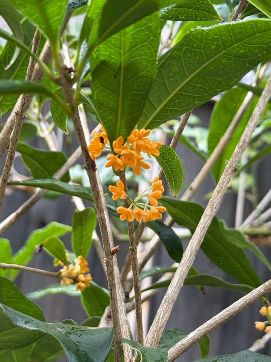 Osmanthus Orange Supreme