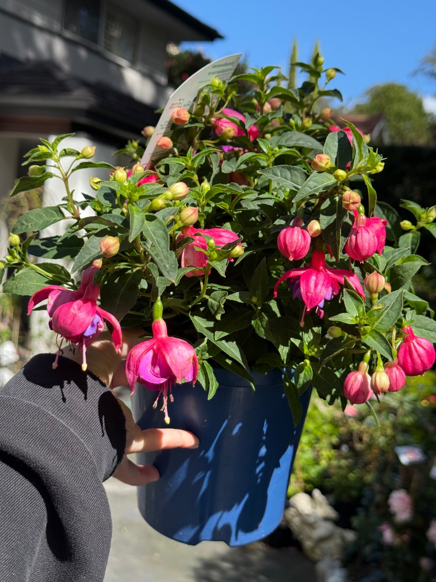 Fuchsia Elite Candy