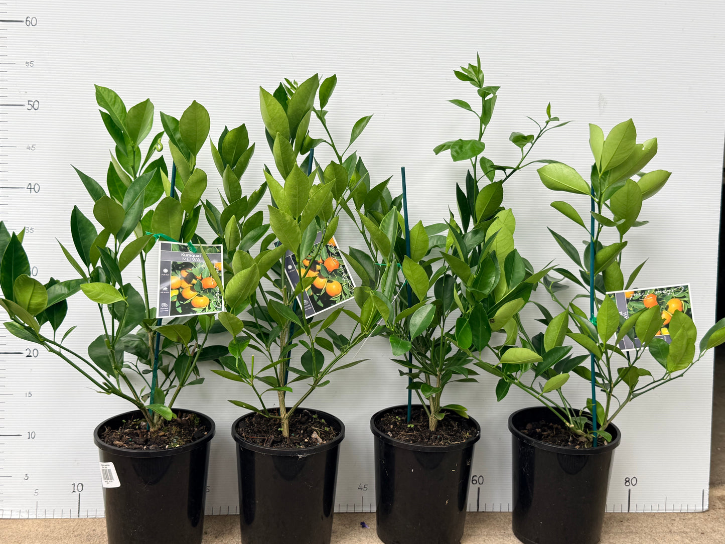 Citrus japonica ‘Meiwa’