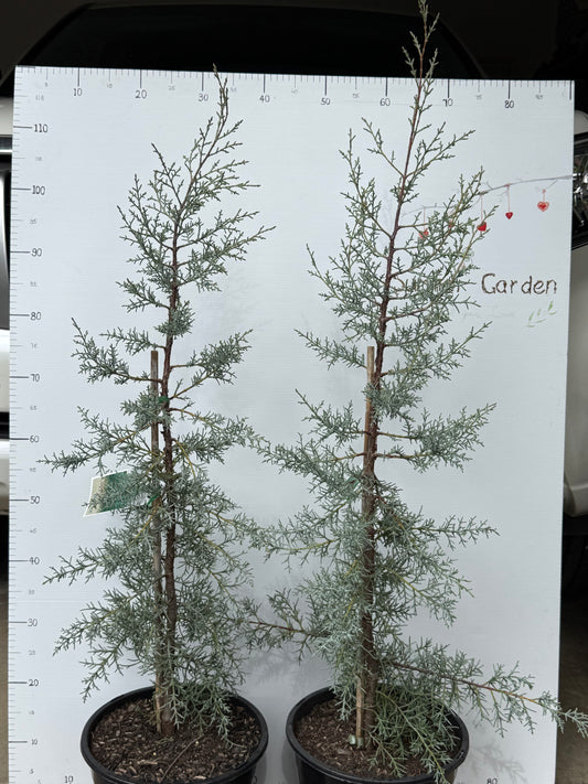 Cupressus glabra Blue Ice