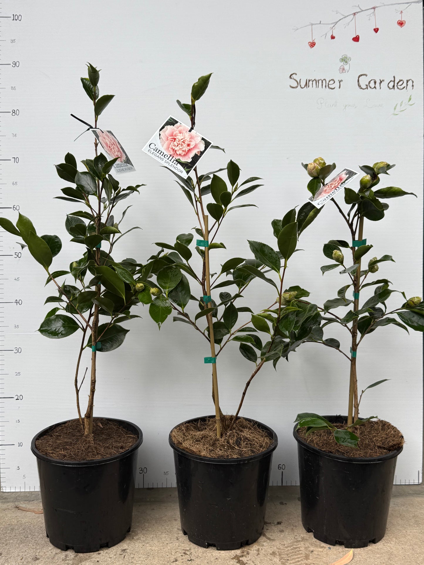 Camellia Elegans Splandor