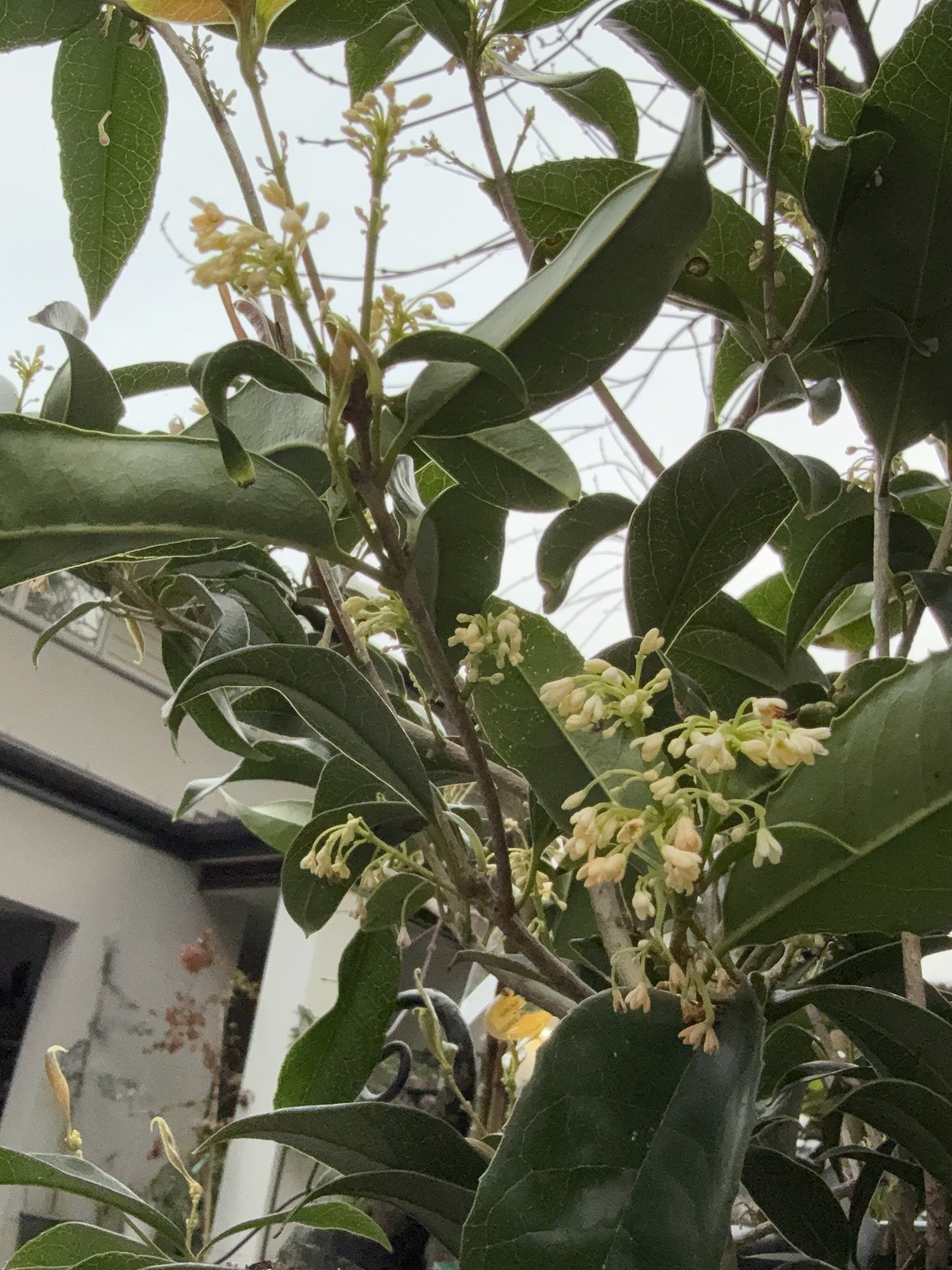 Osmanthus Fragrans