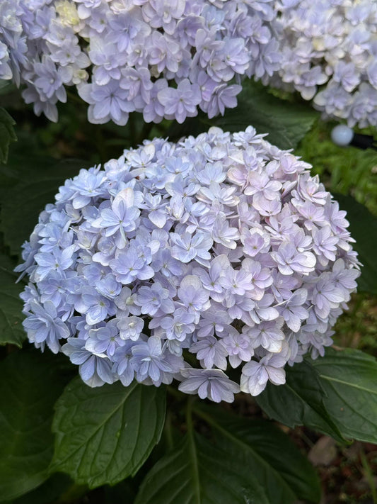 Hydrangea Hana Temari