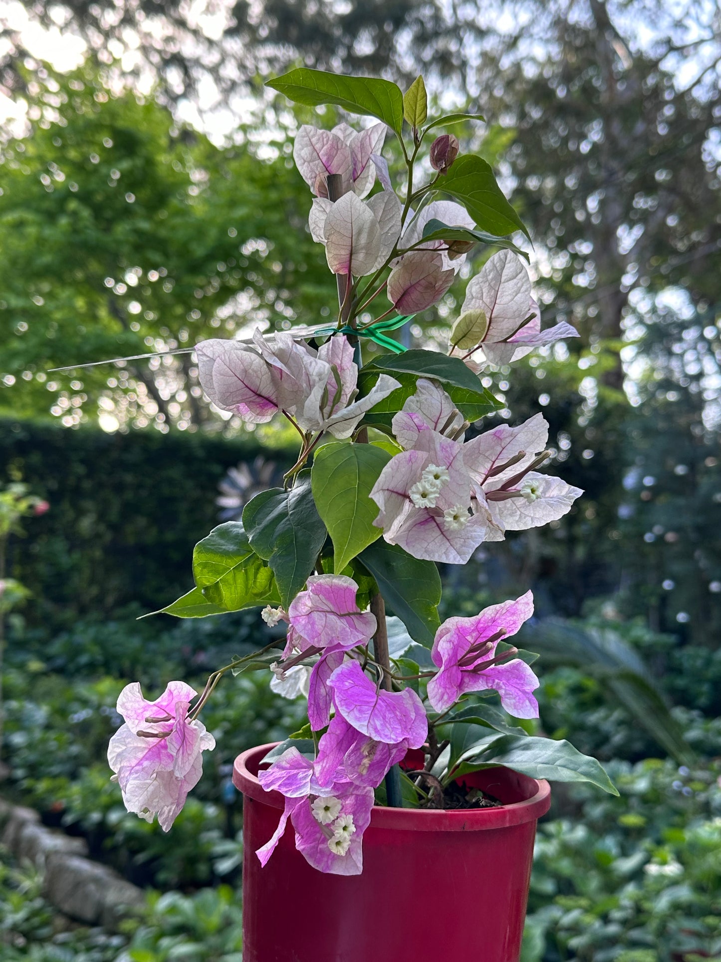 bougainvillea Ice Cream