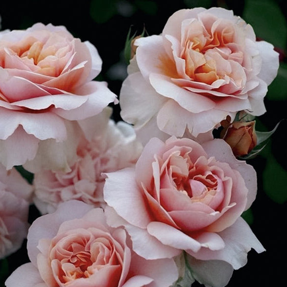 Rose Versigny - Bare root