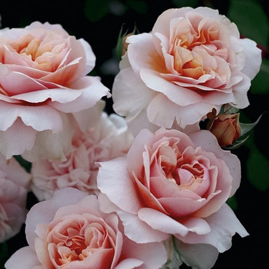 Rose Versigny - Bare root