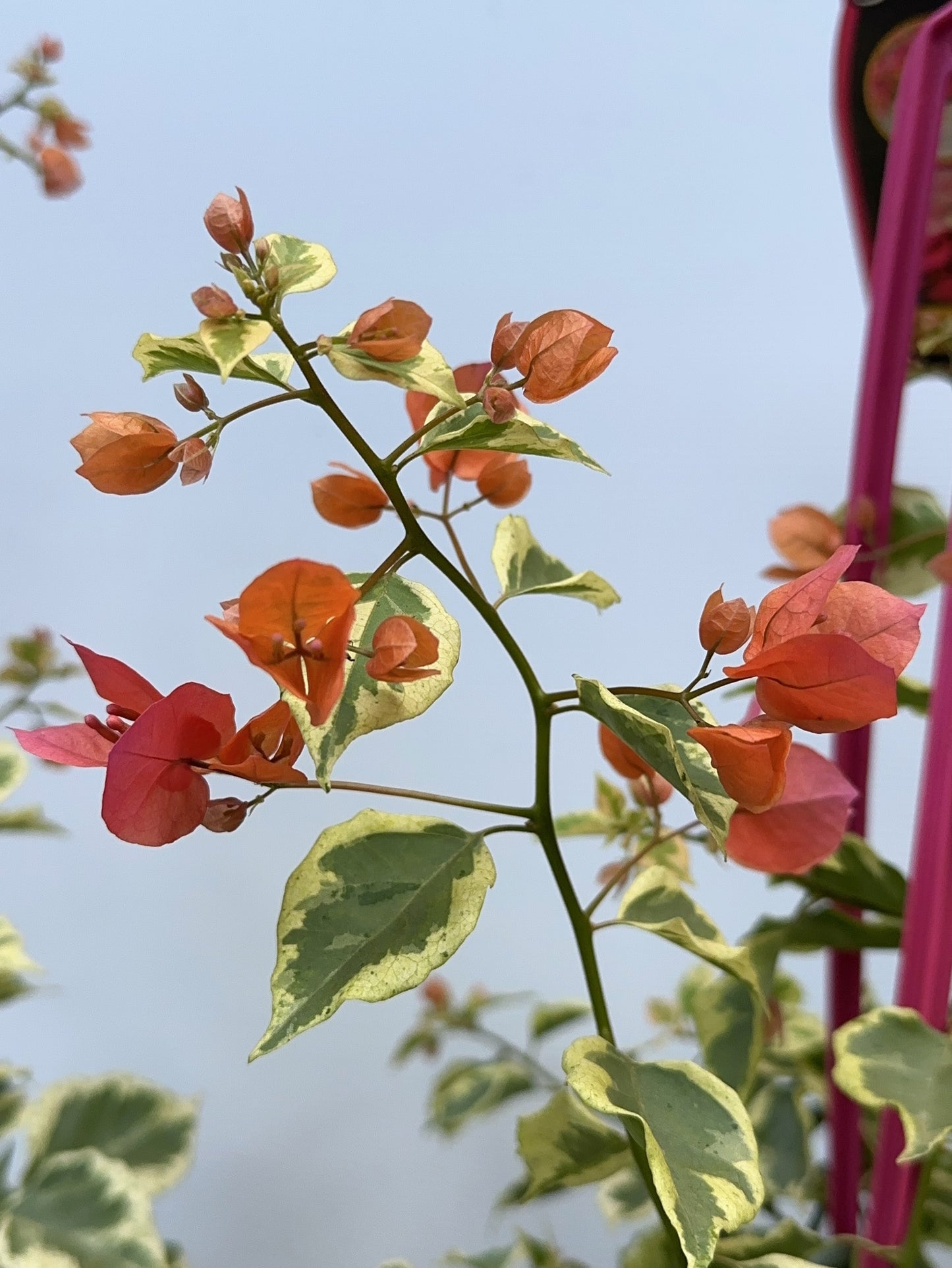 Bougainvllea Zambeezee