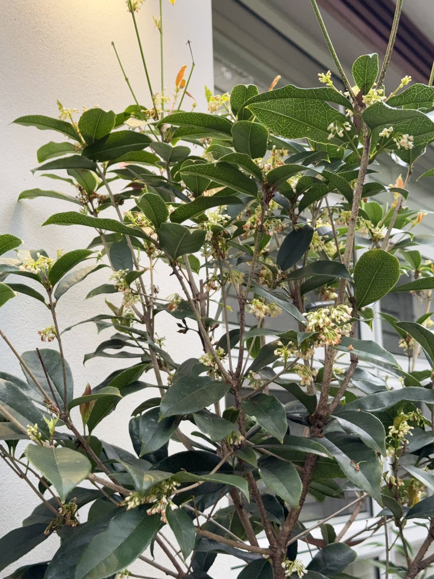 Osmanthus Fragrans
