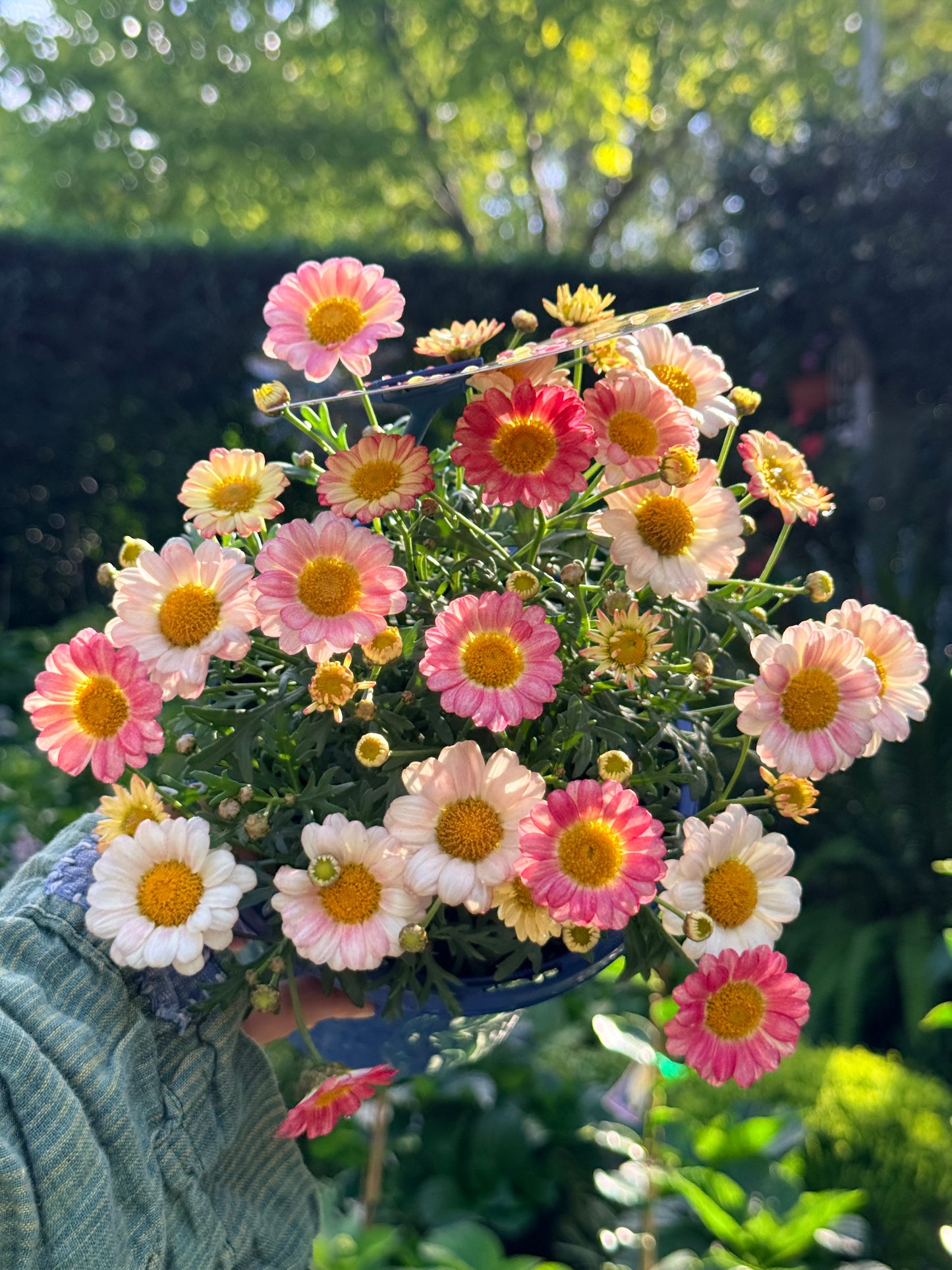 Argyranthemum Elite Sweets