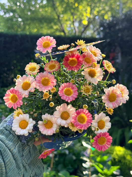 Argyranthemum Elite Sweets