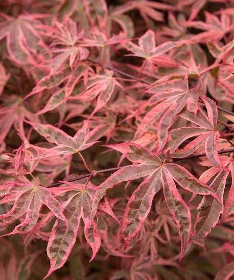 Acer palmatum Shirazz
