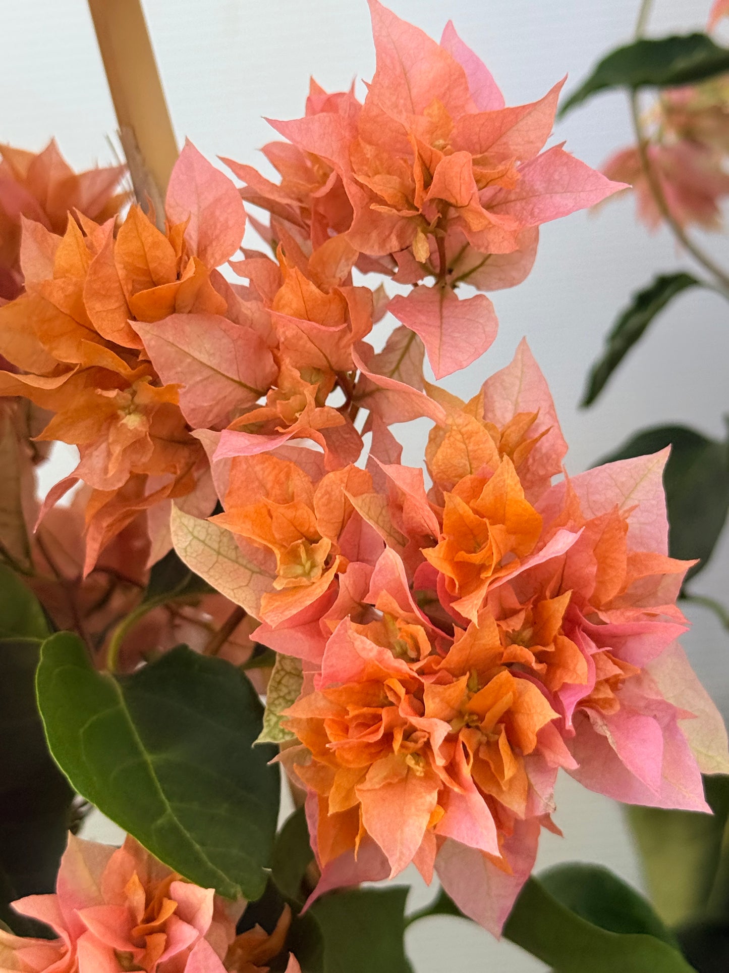 Bougainvillea Thai Gold