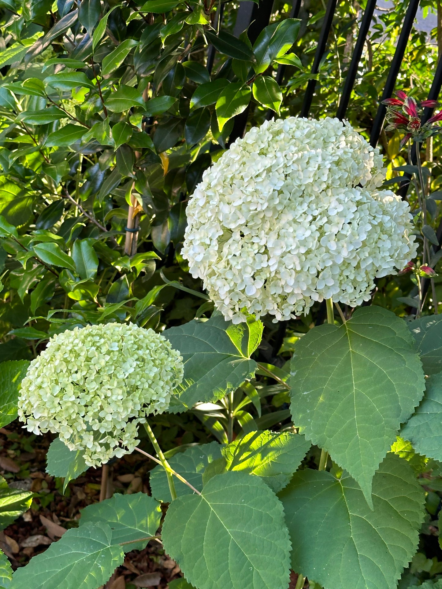 Hydrangea arborescens Annabelle
