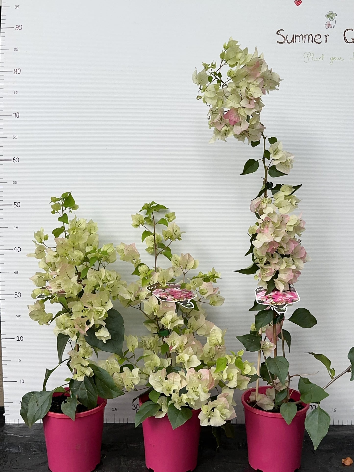 Bougainvillea Yani's Delight