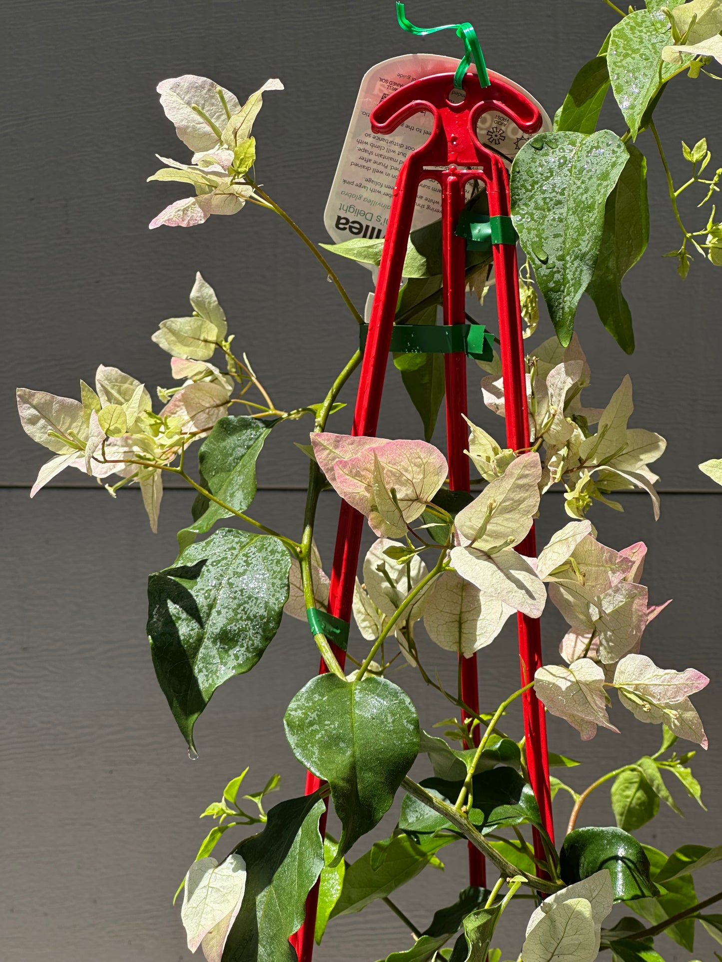 Bougainvillea Yani's Delight