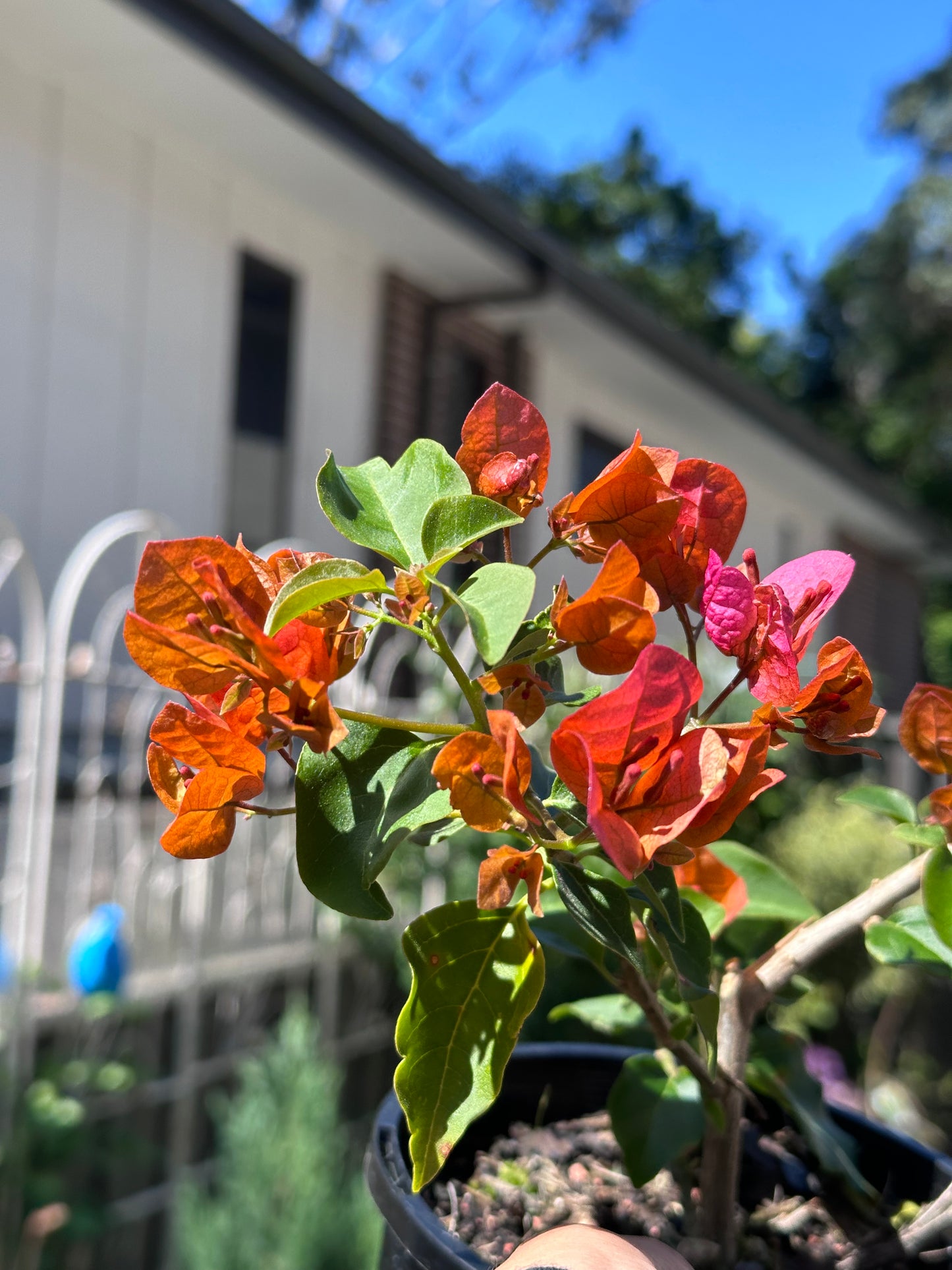 bougainvillea Glowing Sunset