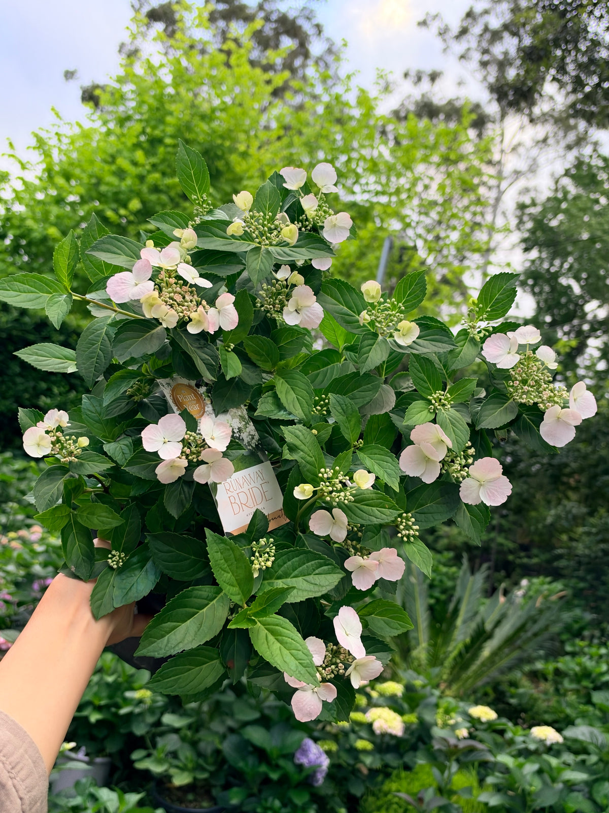 Hydrangea Runaway Bride