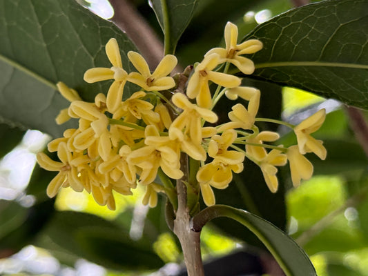 Osmanthus Fragrans