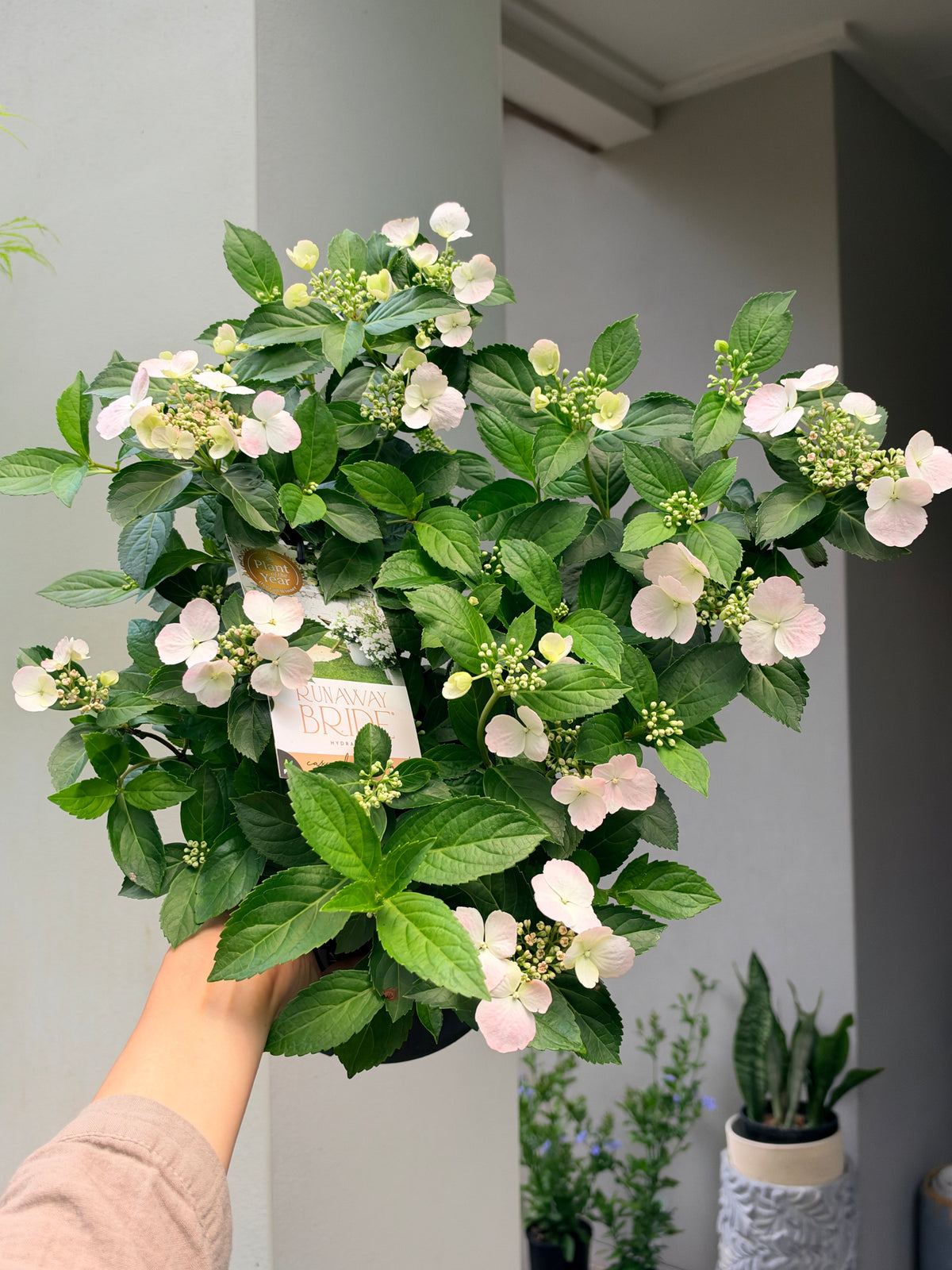 Hydrangea Runaway Bride