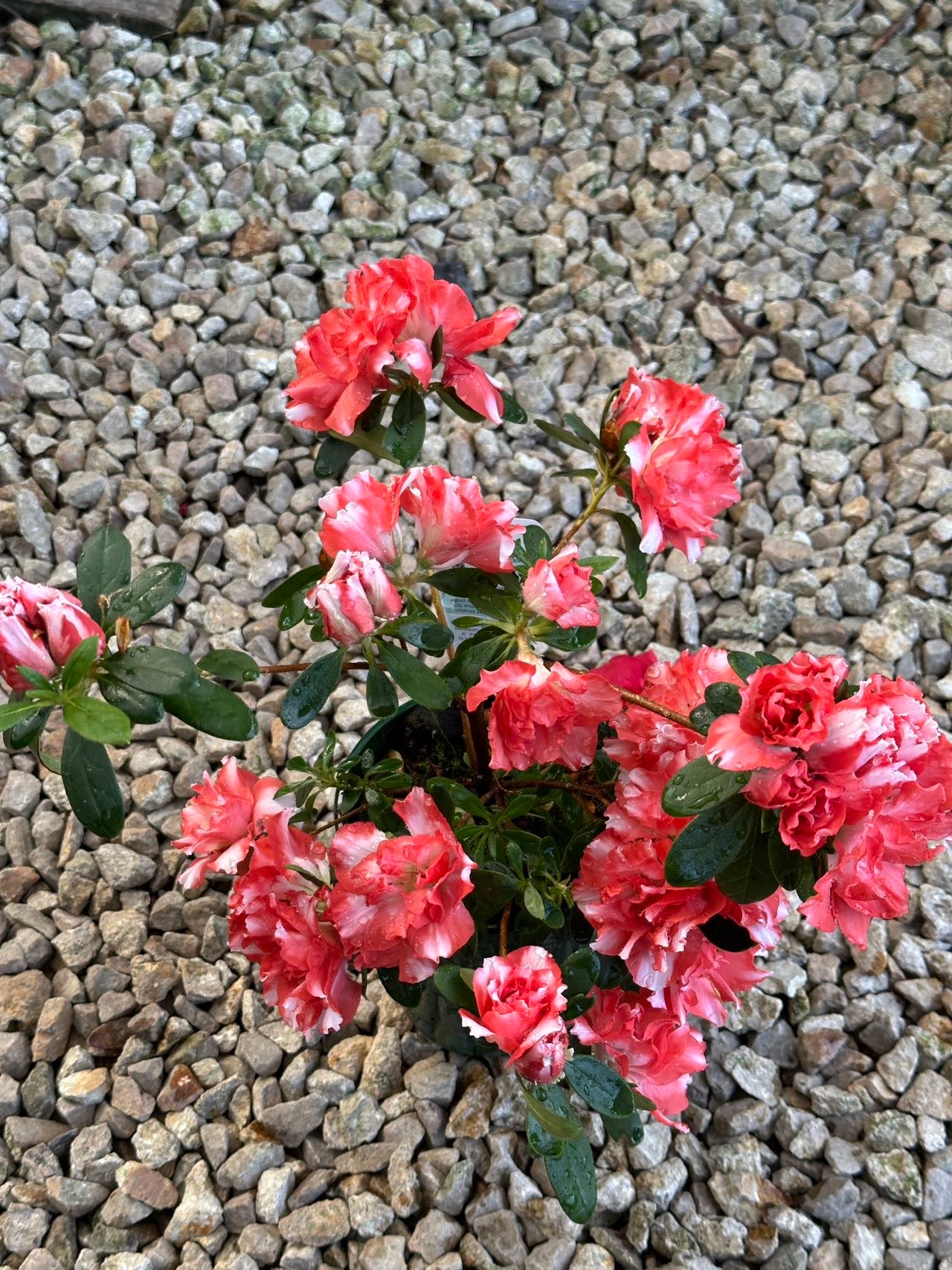 Azalea Southern Aurora