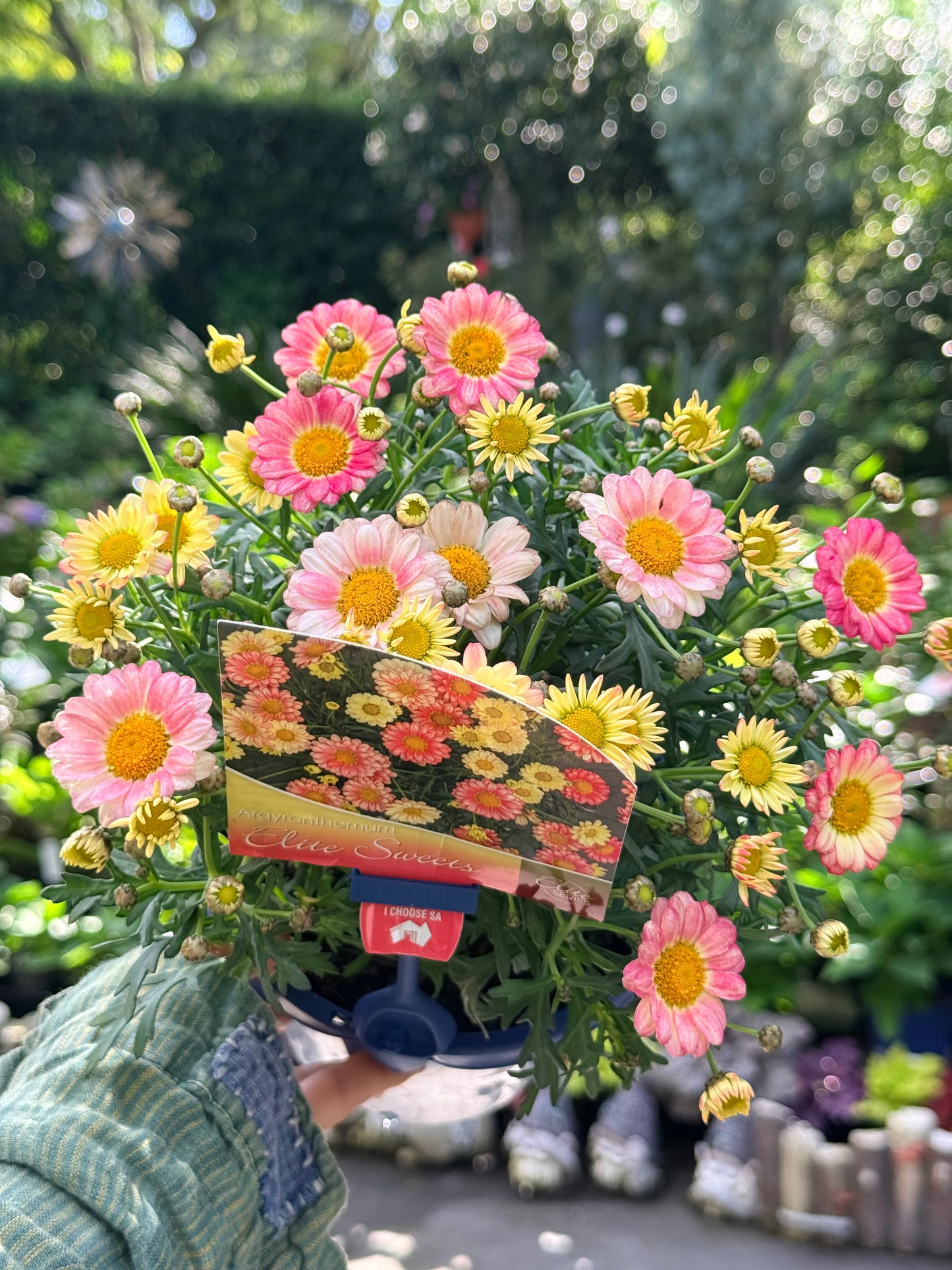 Argyranthemum Elite Sweets