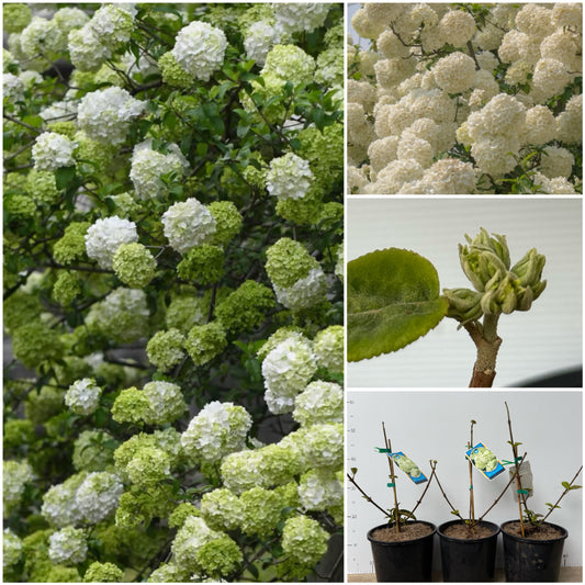 Viburnum macrocephalum 中华木绣球斗球