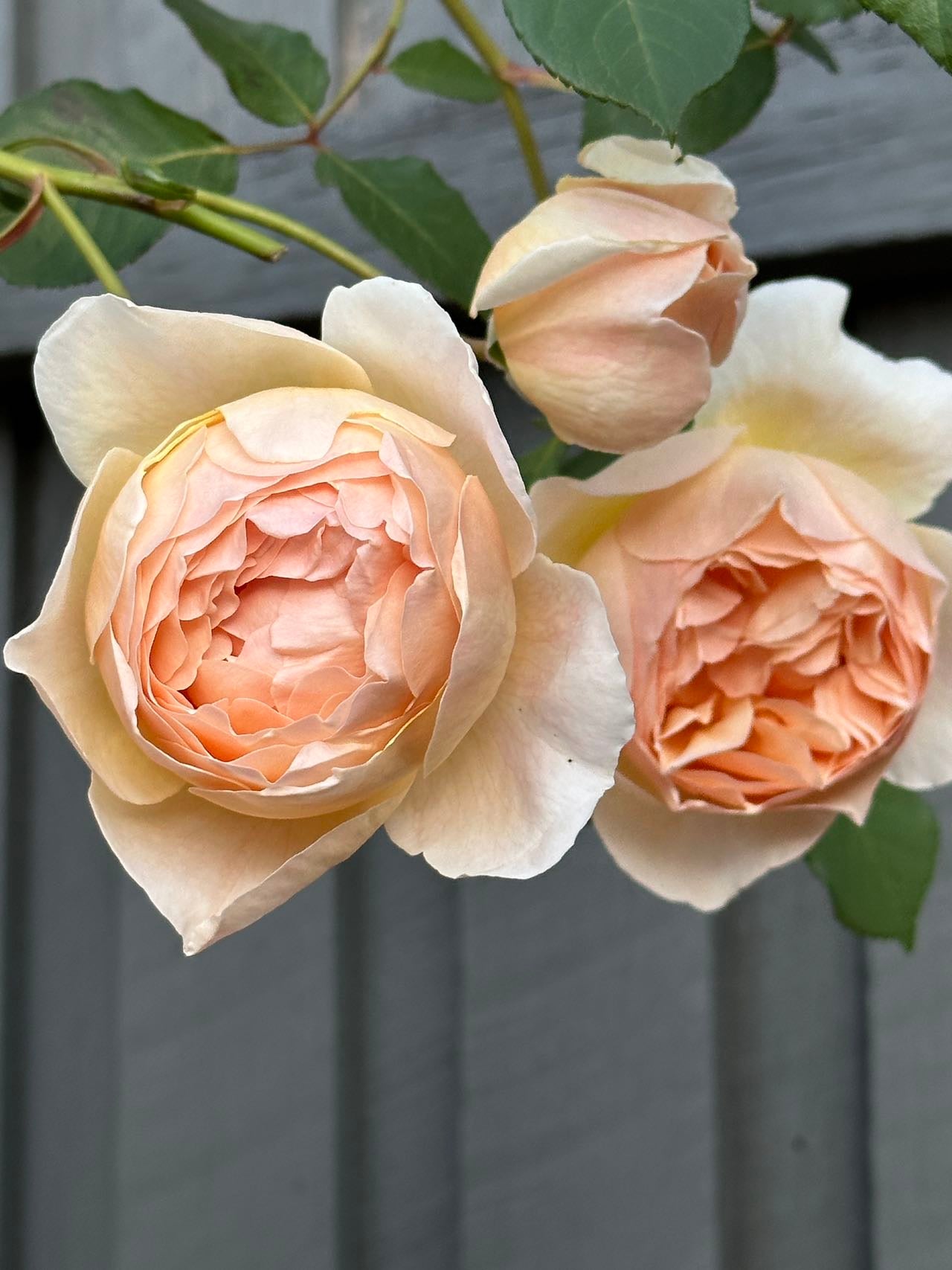 Rose Jude the Obscure