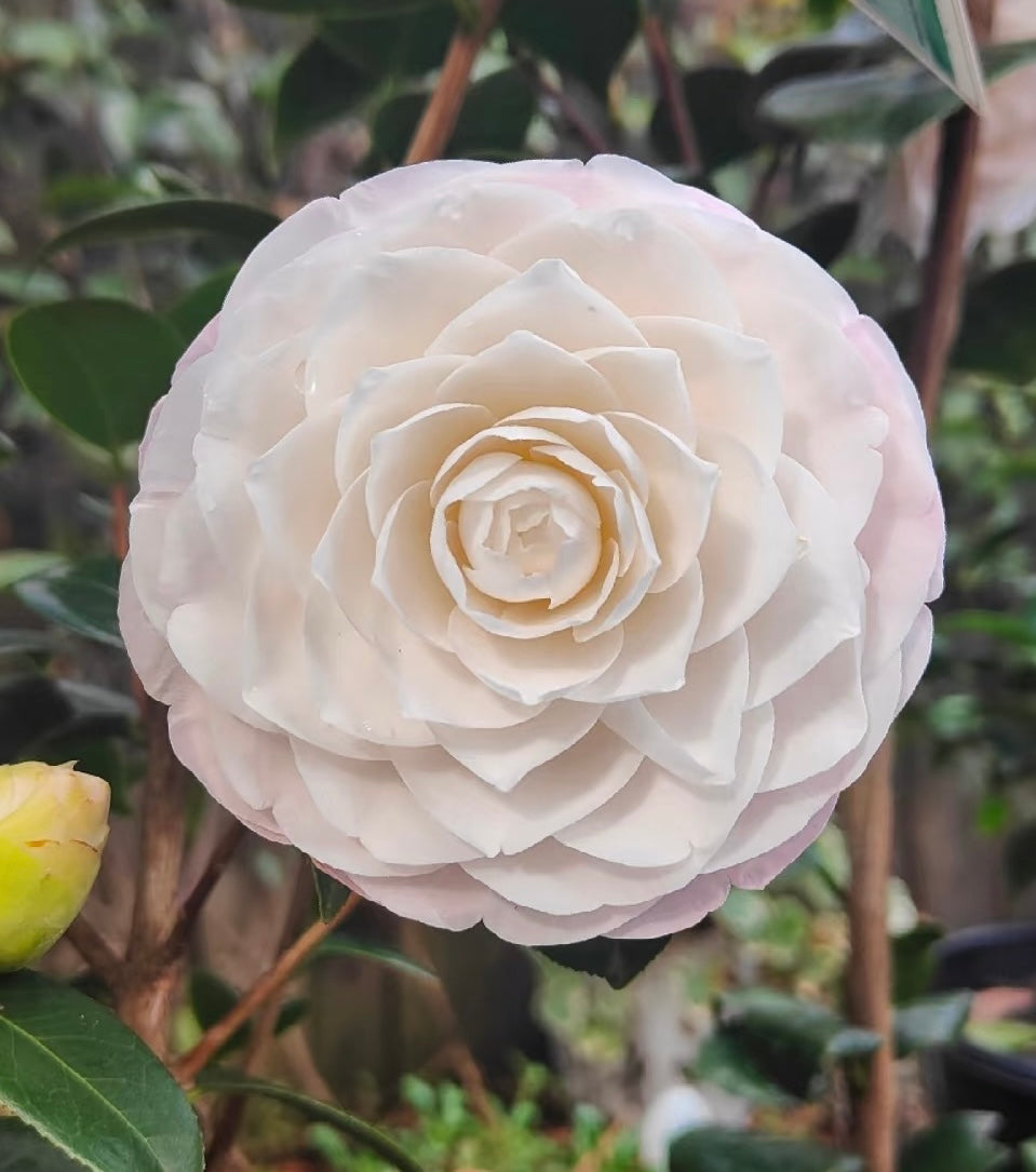 Camellia Japonica
'COMMANDER MULROY"