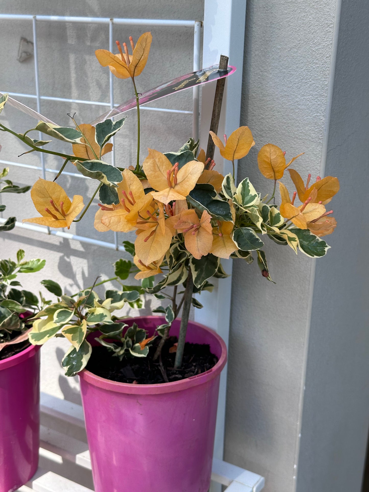 bougainvillea Golden Ice