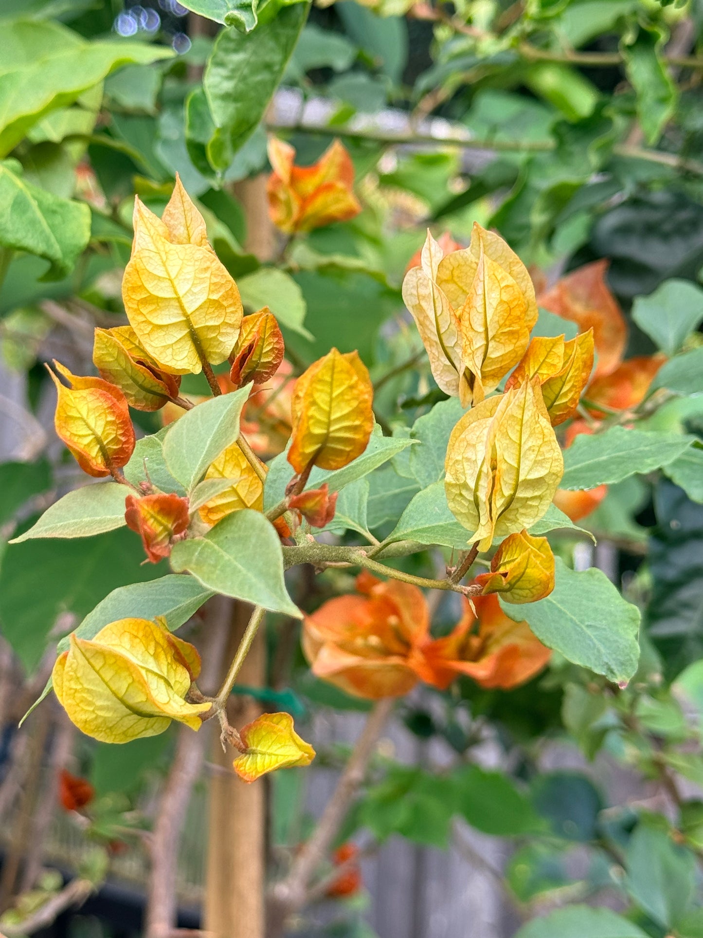 Bougainvillea Chitra Gold