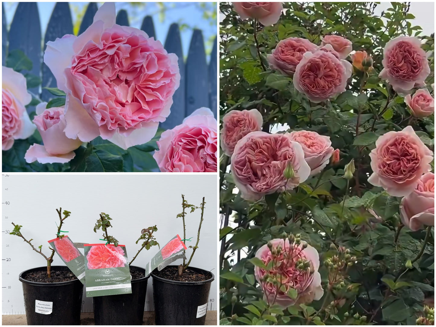 Rose Abraham Darby