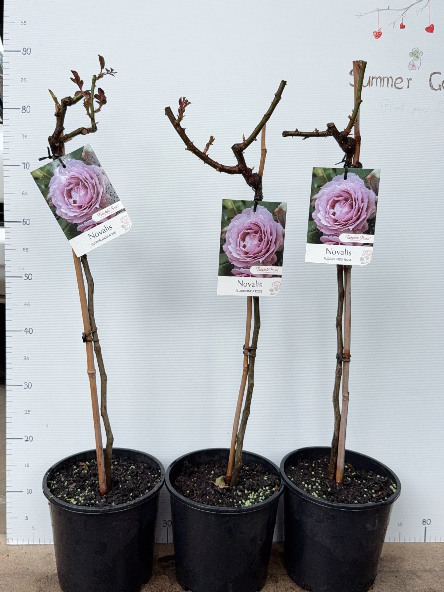 Standard Rose - Novalis