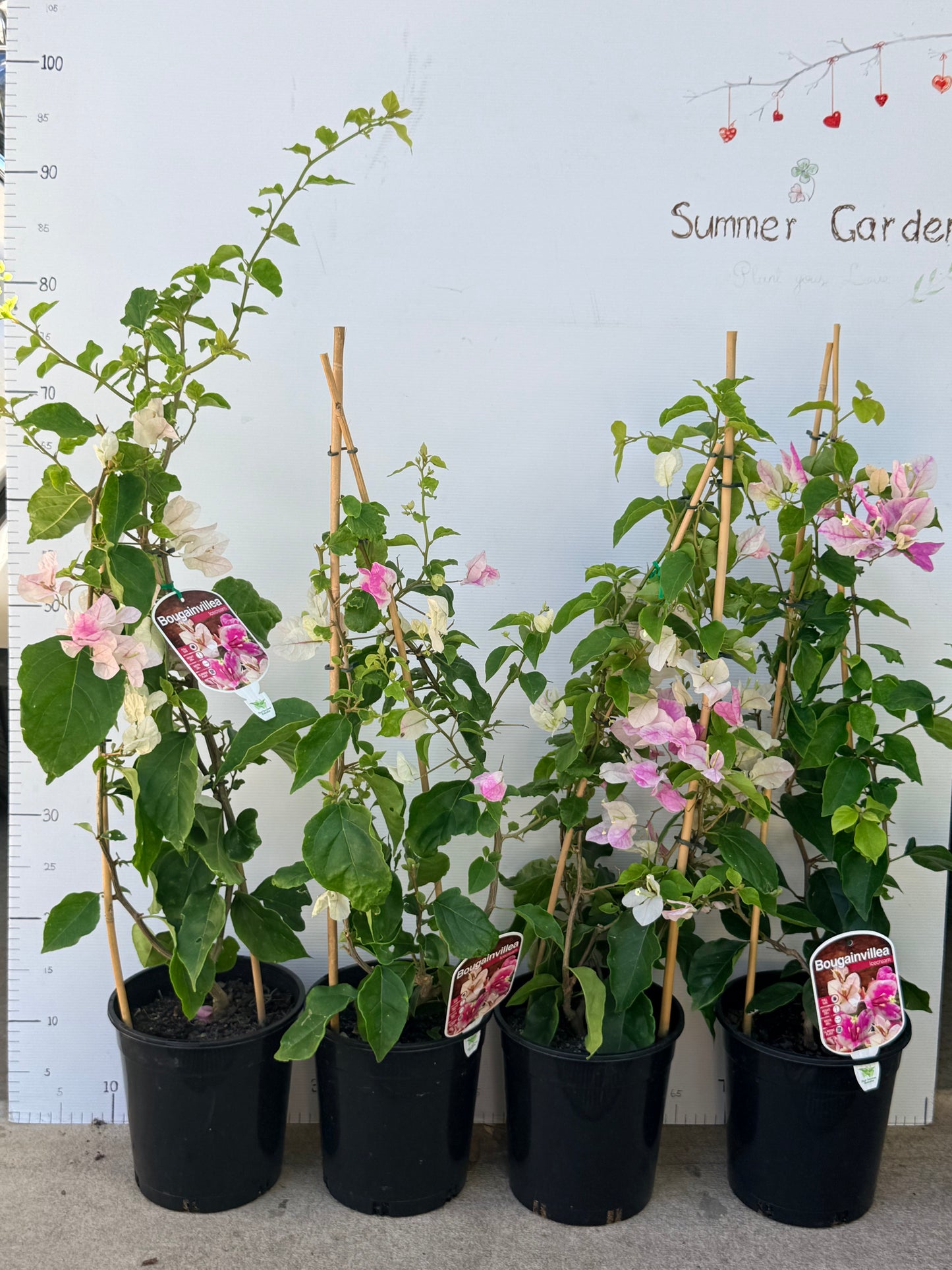 bougainvillea Ice Cream