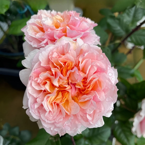 Rose Versigny - Bare root