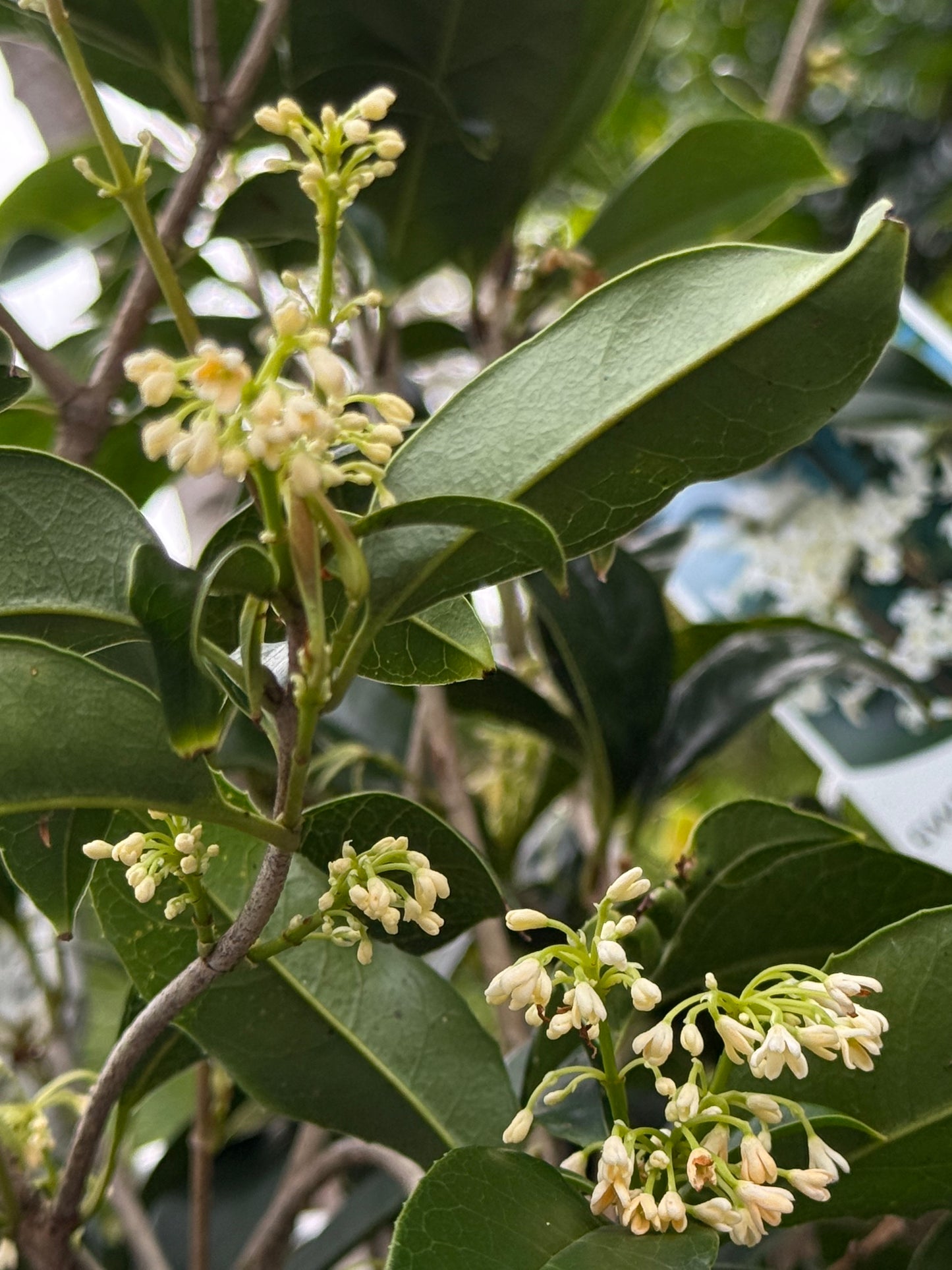 Osmanthus Fragrans