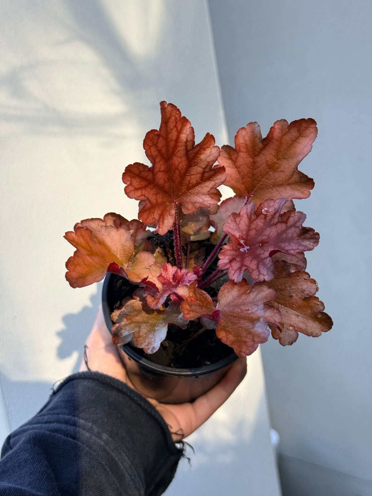 Heuchera Peach Flambe