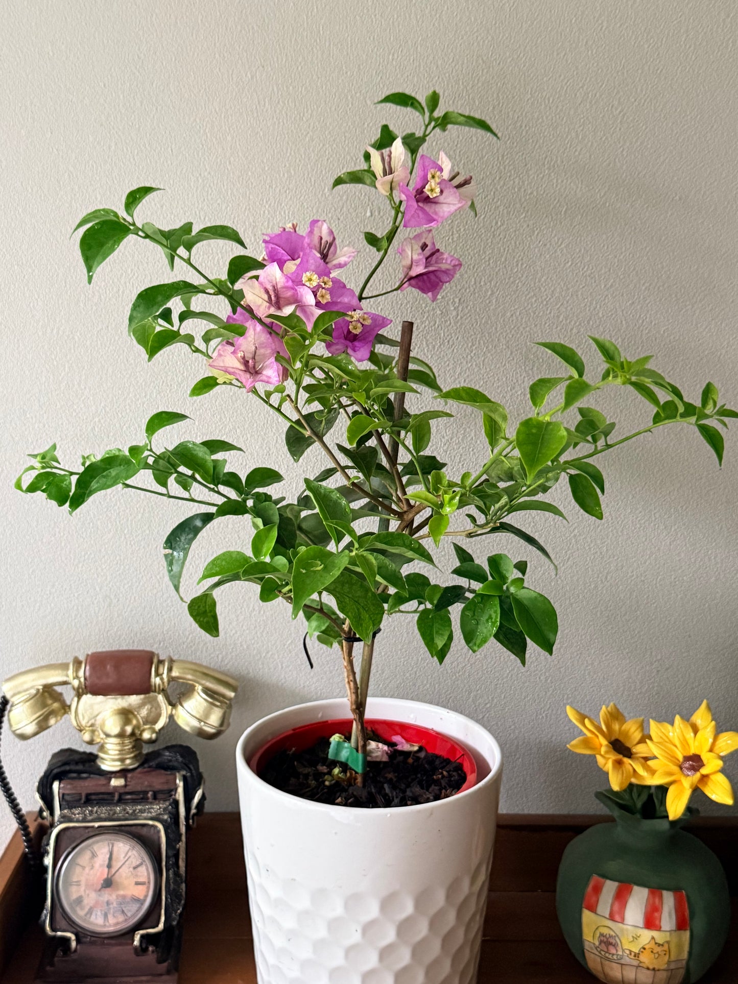 Bougainvillea Marlu