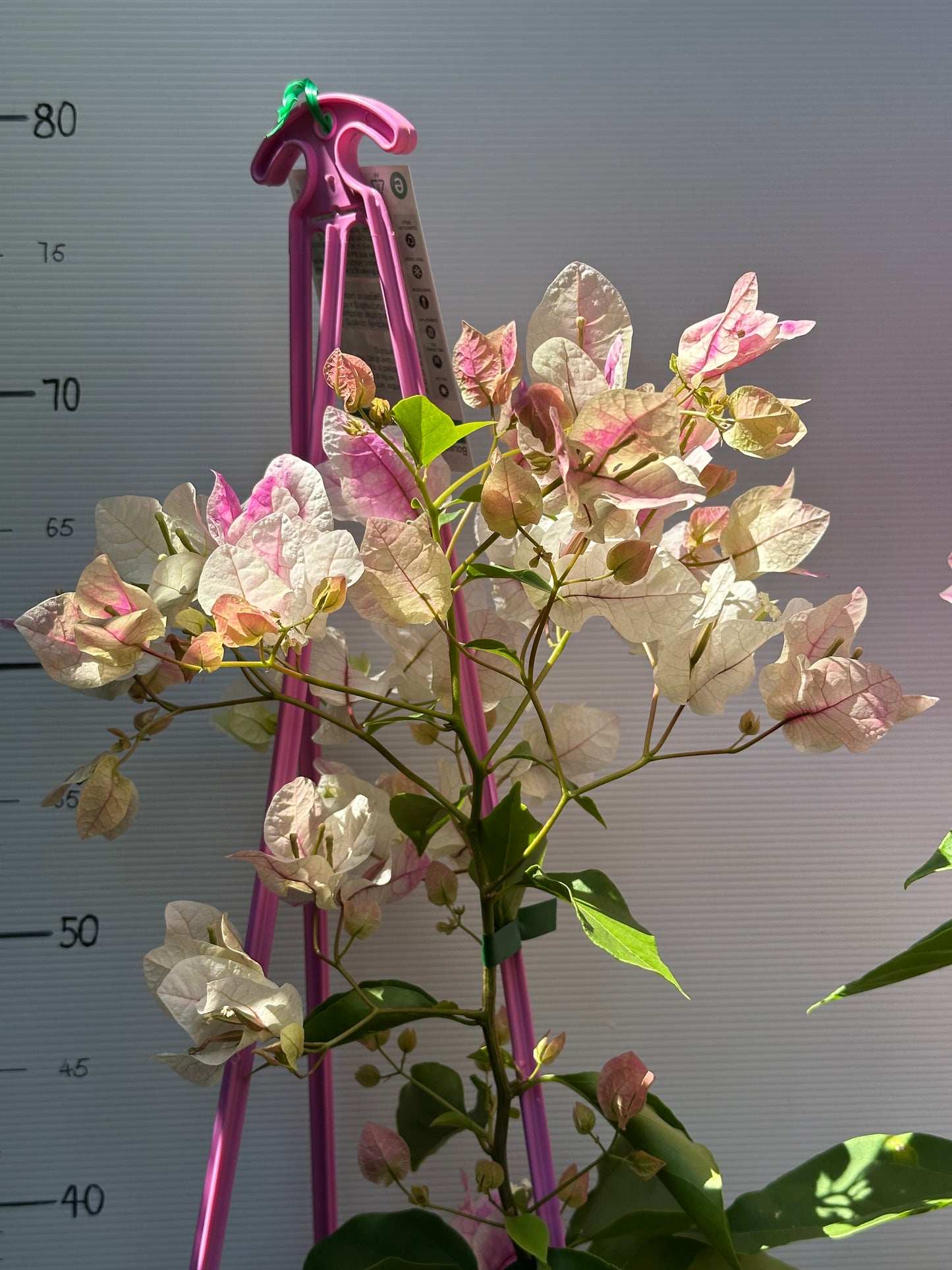 bougainvillea Ice Cream