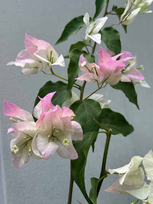 Bougainvillea Yani's Delight