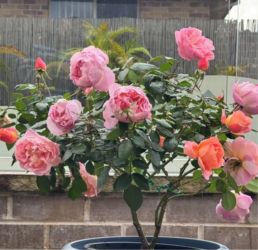 Rose Heaven on Earth