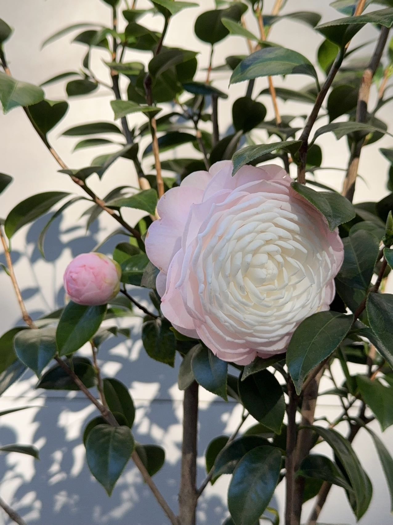 Camellia Japonica
'COMMANDER MULROY"