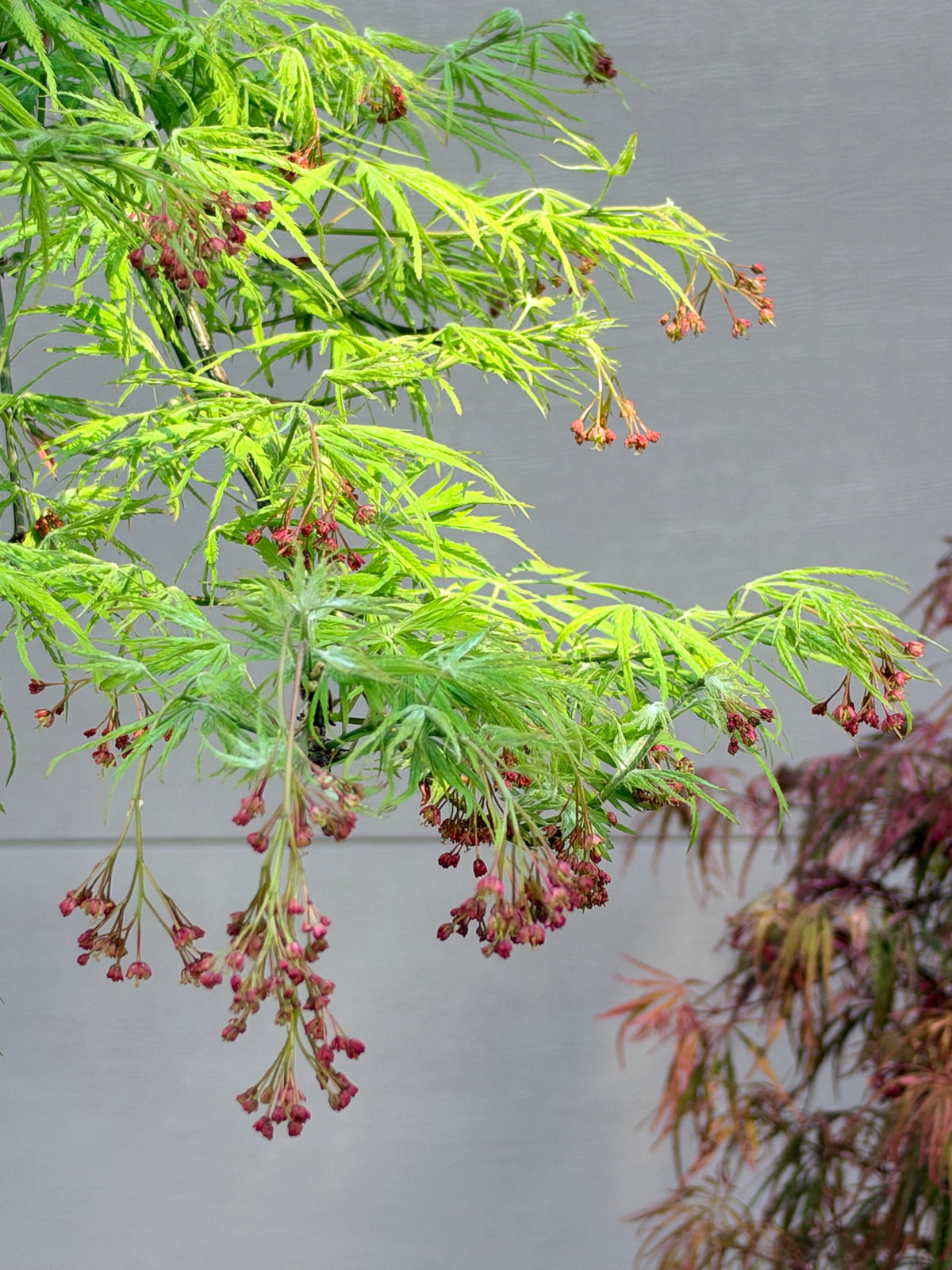 Acer palmatum dissectum Filigree