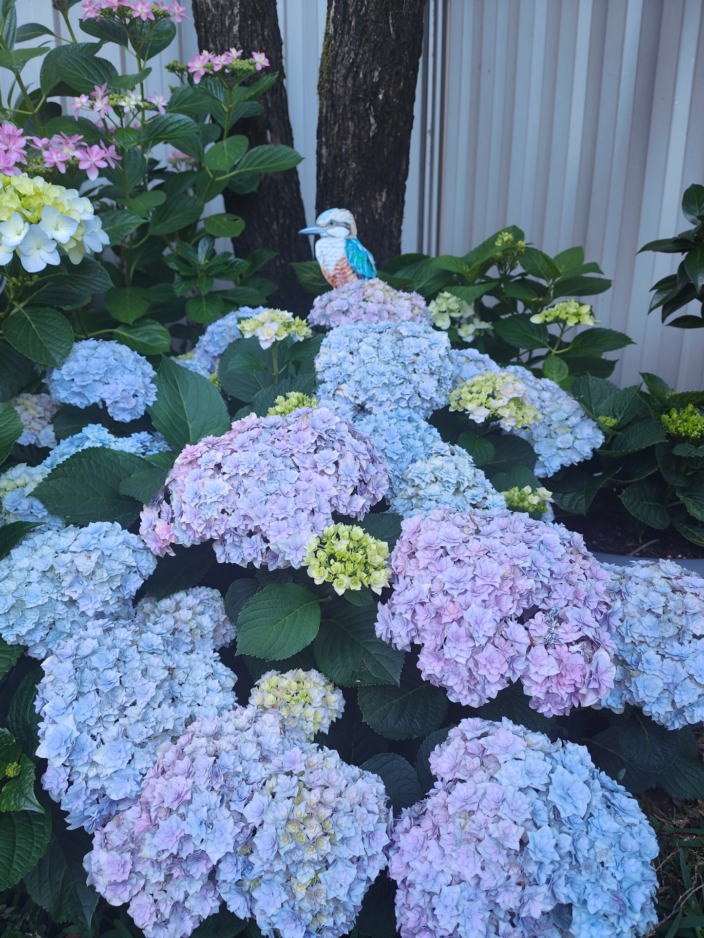 Hydrangea Galaxy