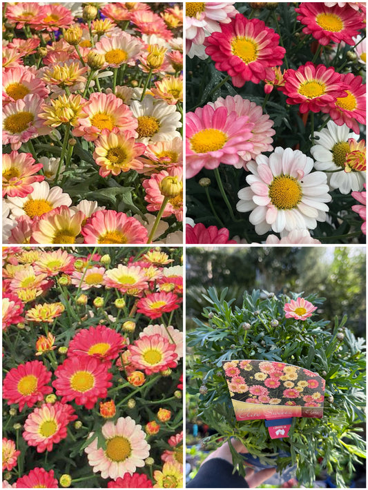 Argyranthemum Elite Sweets