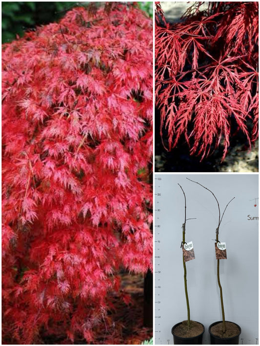 Acer palmatum dissectum Ever Red