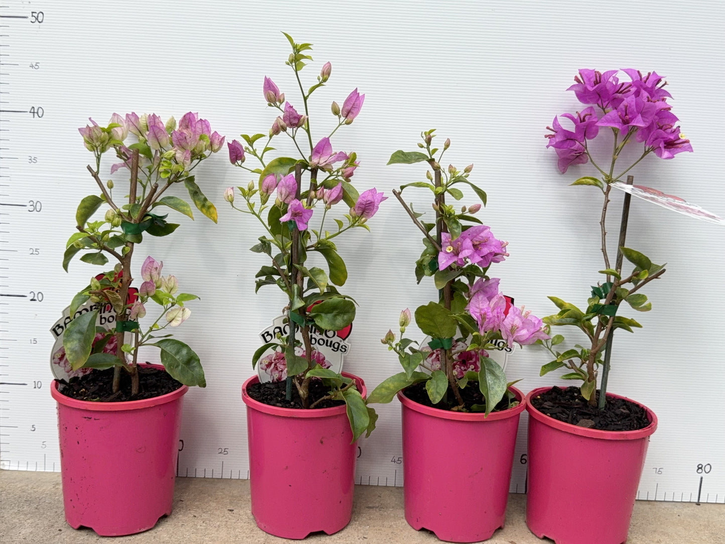 Bougainvillea Marlu