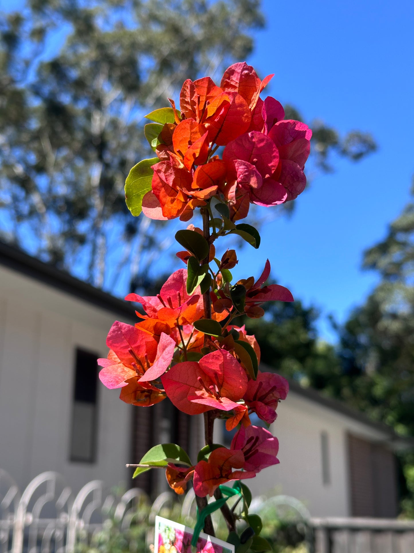 bougainvillea Glowing Sunset