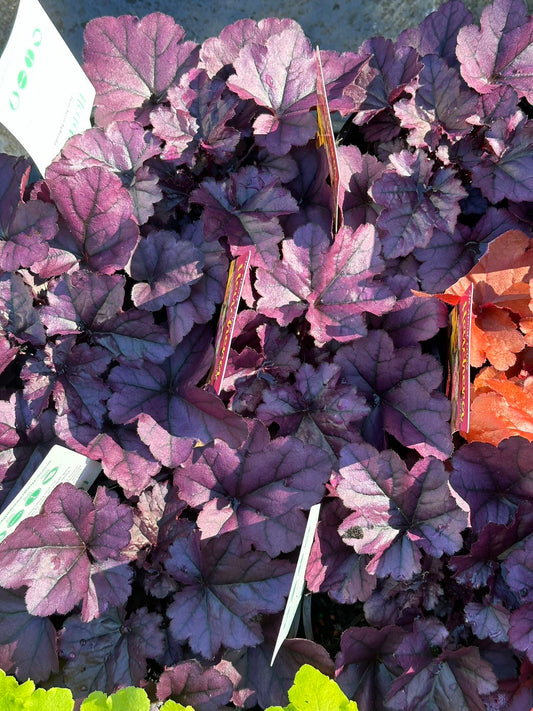 Heuchera Forever Purple